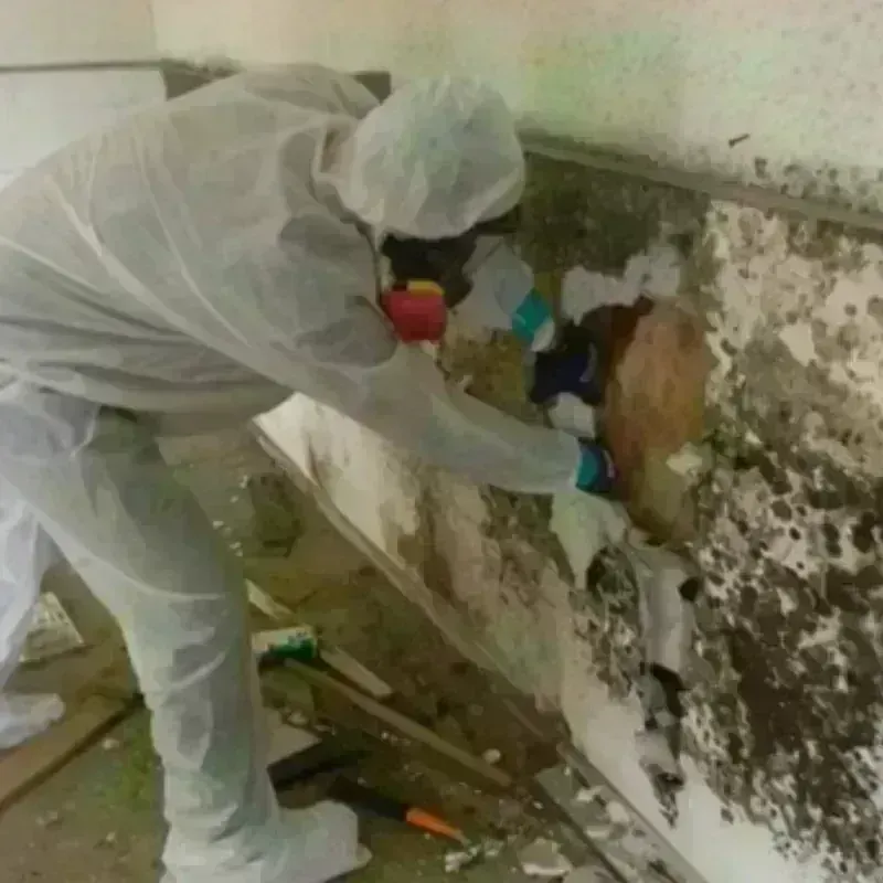 Mold Remediation and Removal in Fort Knox, KY